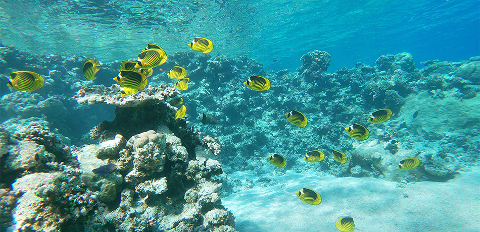 宮古島の珊瑚礁